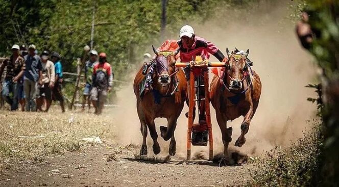 
Kerapan Sapi Semarakkan Harjakapro ke-280, Ajang Silaturahim dan Dongkrak Ekonomi Lokal
